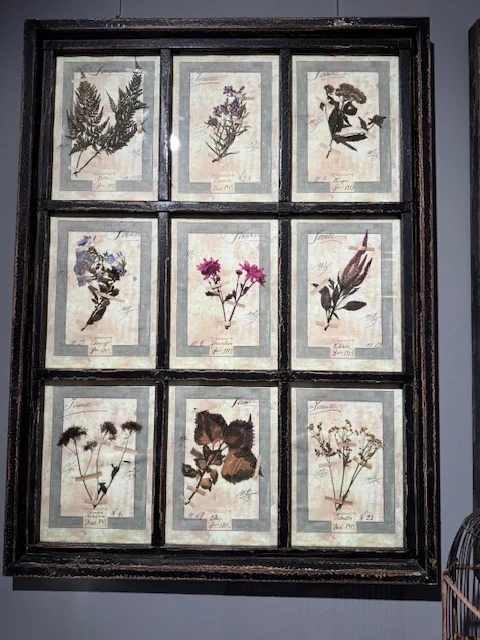 Herbario formado por 9 láminas botánicas VENDIDOS - Imagen 3