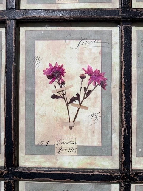 Herbario formado por 9 láminas botánicas VENDIDOS - Imagen 4