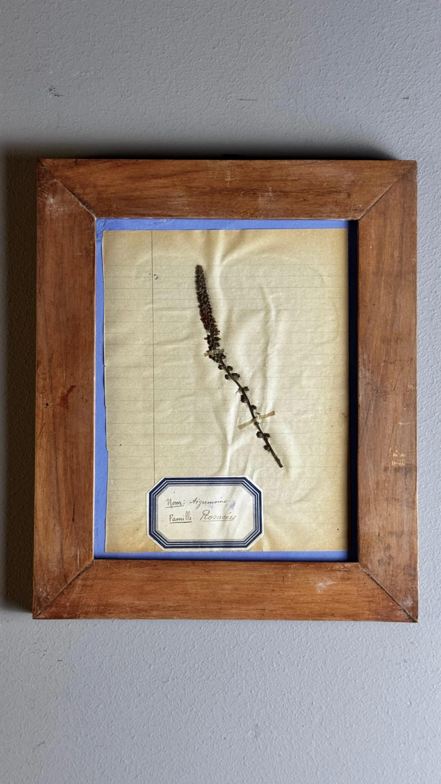 Colección de ocho herbarios franceses · finales del siglo XIX - Imagen 2